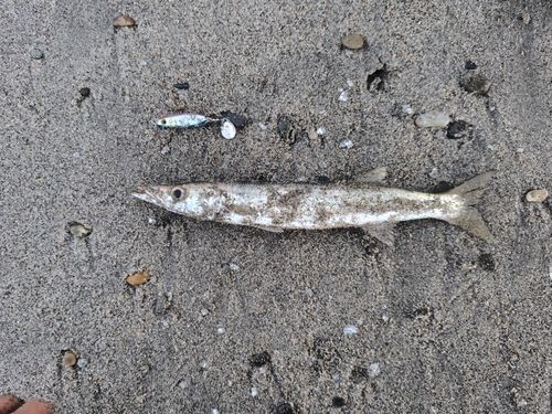 カマスの釣果