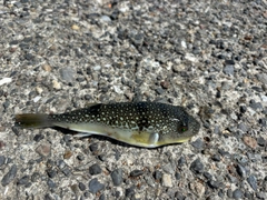 ショウサイフグの釣果