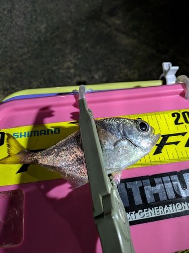 ミナミハタンポの釣果
