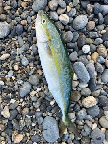 ヤズの釣果