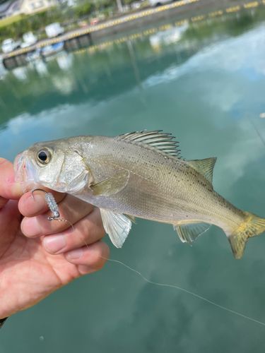 セイゴ（タイリクスズキ）の釣果