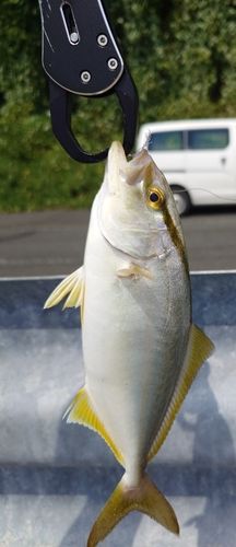 シオの釣果