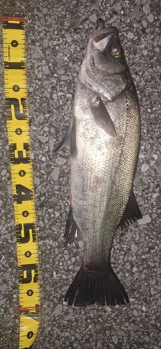 ヒラスズキの釣果