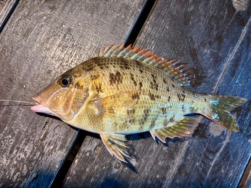 ハマフエフキの釣果