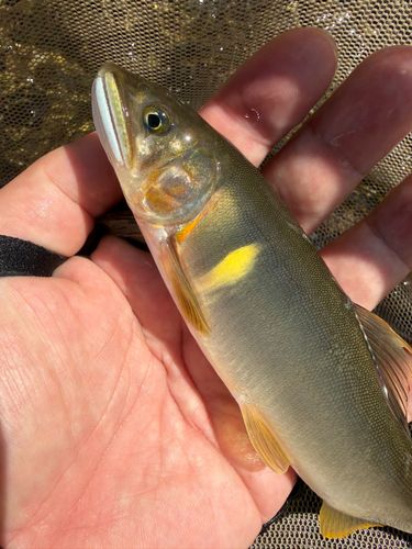 アユの釣果