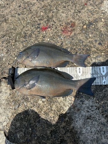 グレの釣果
