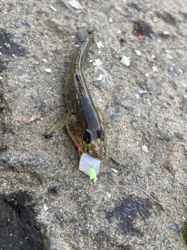 ハゼの釣果