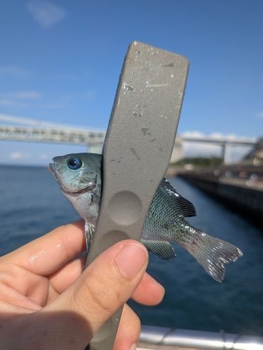 グレの釣果