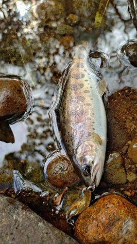 ヤマメの釣果