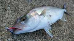 ネリゴの釣果