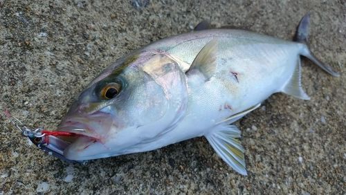 ネリゴの釣果