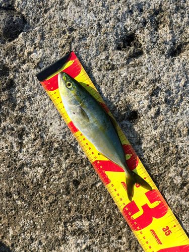 ツバスの釣果