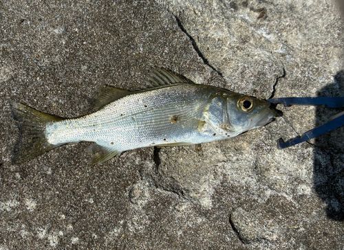 セイゴ（ヒラスズキ）の釣果