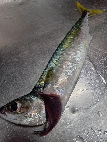 サバの釣果