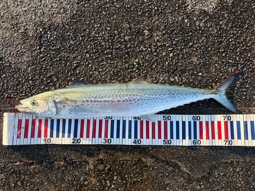 サワラの釣果