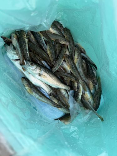 ハゼの釣果
