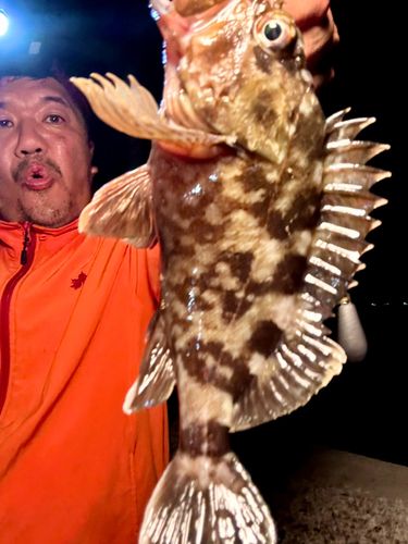 カサゴの釣果