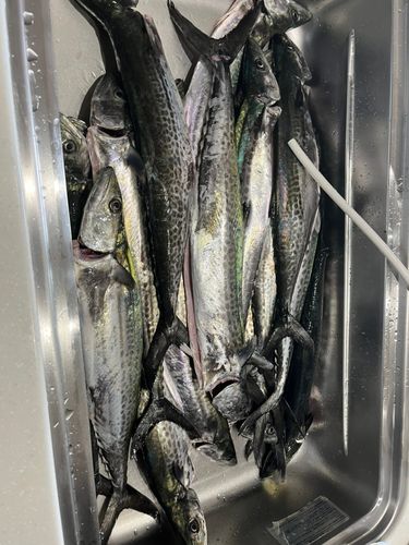 サゴシの釣果