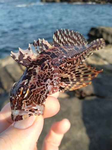アサヒアナハゼの釣果
