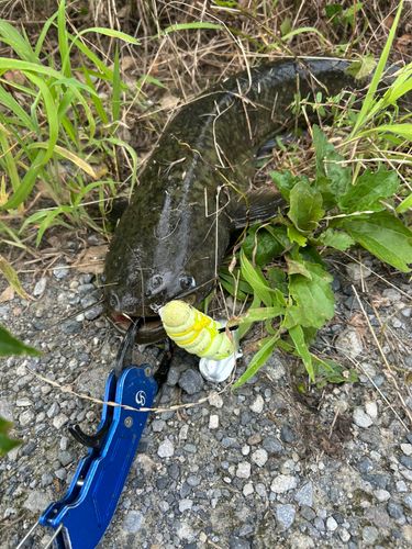 ナマズの釣果