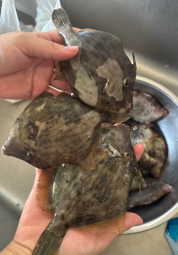 カワハギの釣果