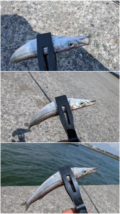カマスの釣果