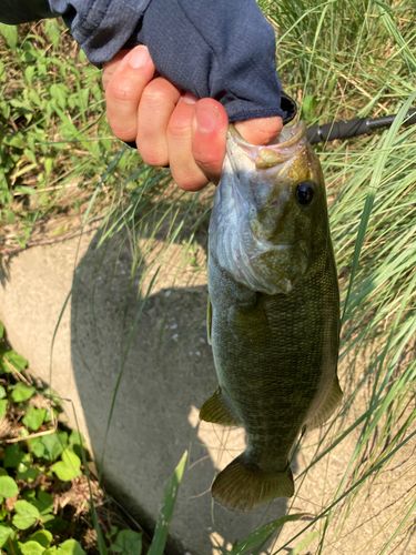スモールマウスバスの釣果