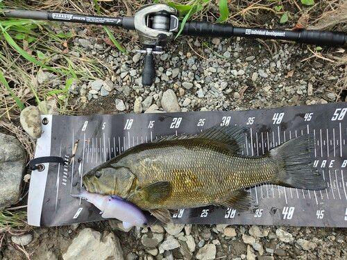 スモールマウスバスの釣果