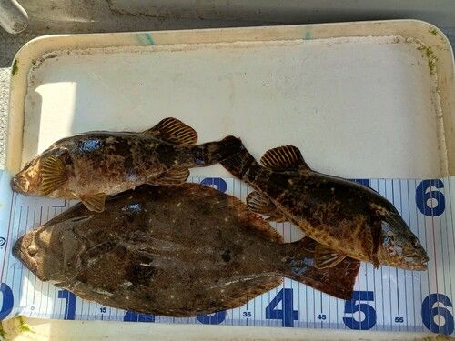ベッコウゾイの釣果