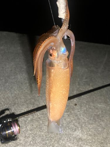 スルメイカの釣果