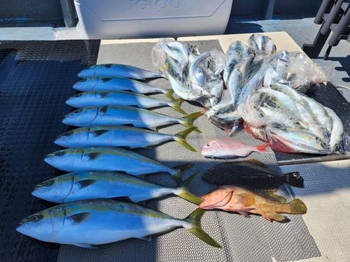 ハマチの釣果