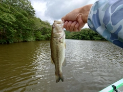 ラージマウスバスの釣果
