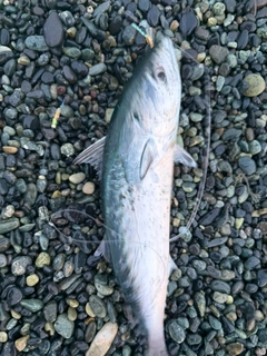 ソウダガツオの釣果