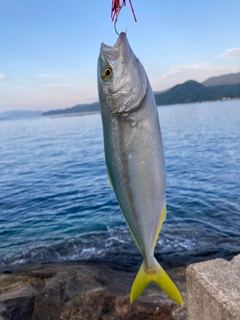 ツバスの釣果