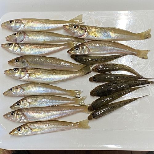 シロギスの釣果