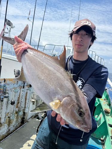 カンパチの釣果