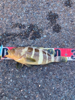 アオハタの釣果