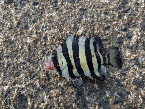 サンバソウの釣果