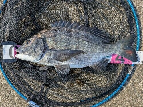 チヌの釣果