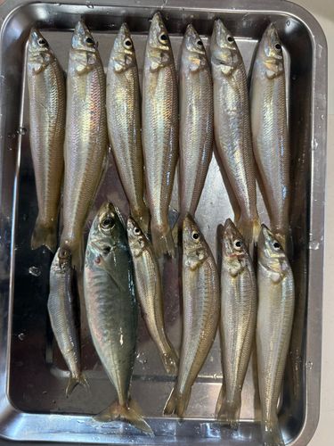 シロギスの釣果