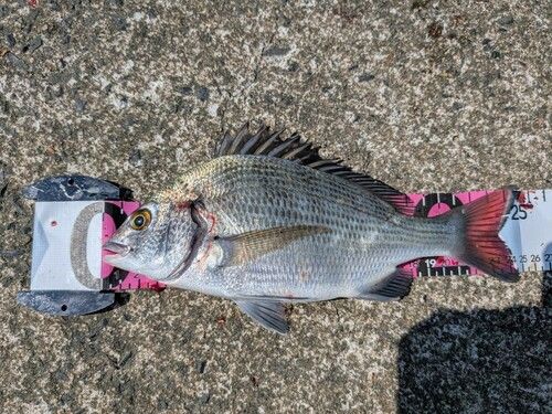 チヌの釣果