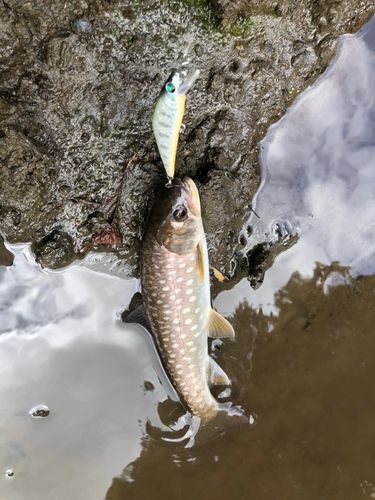アメマスの釣果