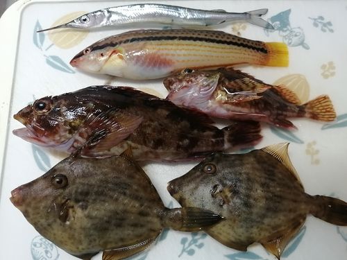 カワハギの釣果