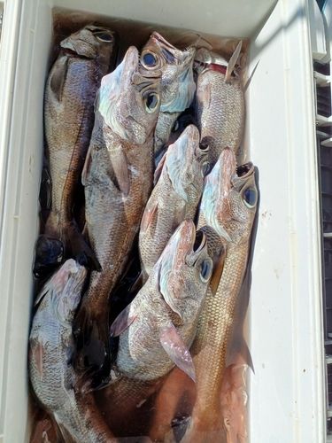 ムツの釣果