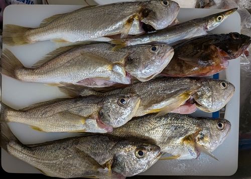 イシモチの釣果