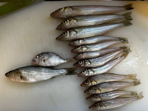 キスの釣果