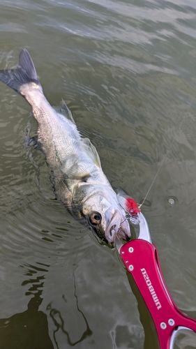 セイゴ（マルスズキ）の釣果