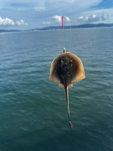 アカエイの釣果