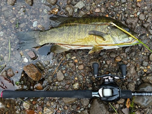スモールマウスバスの釣果