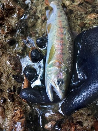 ヤマメの釣果